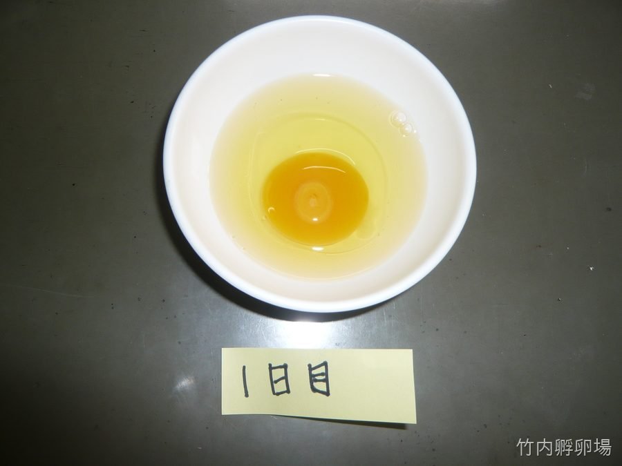 孵化1日目の様子