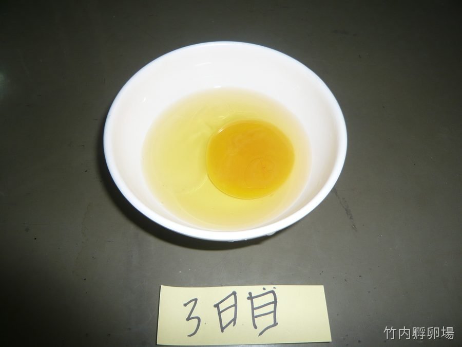 孵化3日目の様子