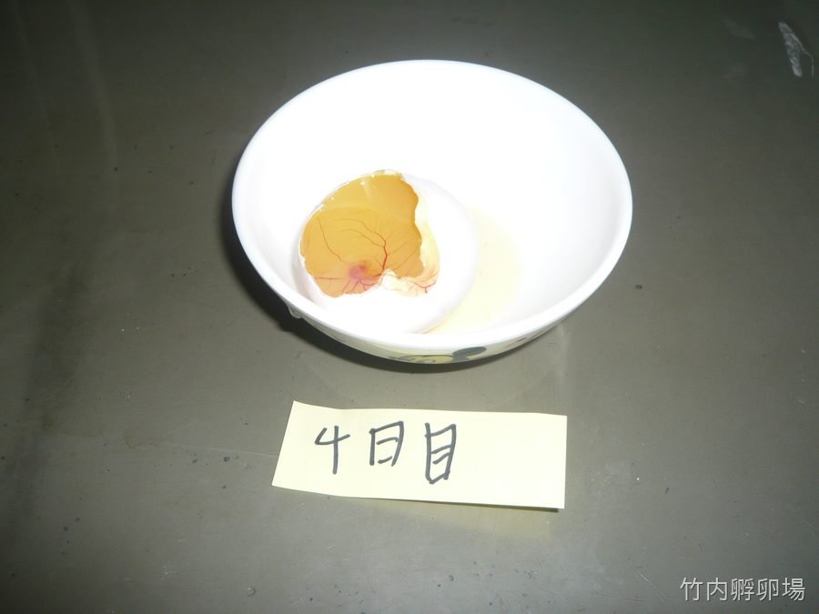 孵化4日目の様子