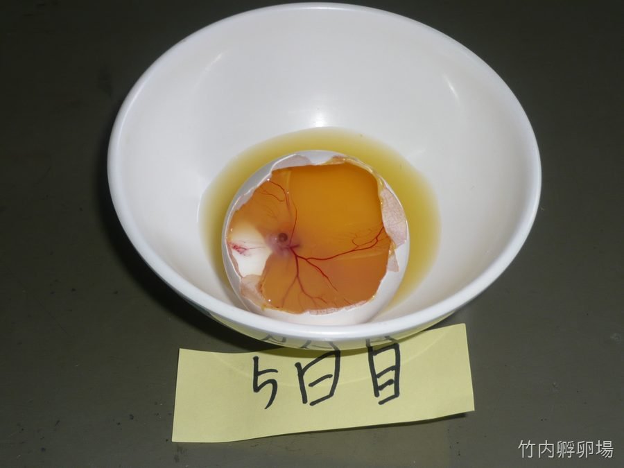 孵化5日目の様子