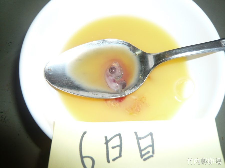 孵化6日目の様子