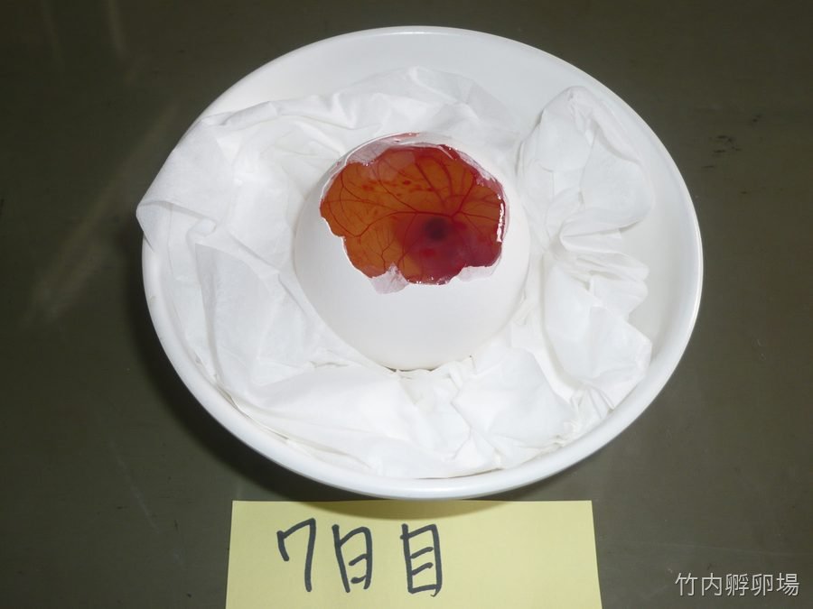 孵化7日目の様子