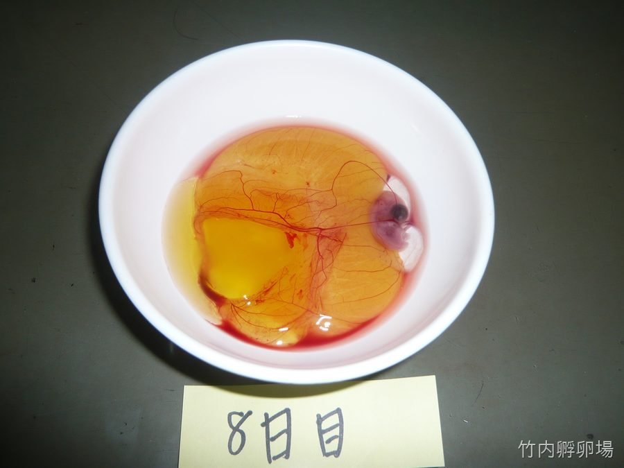 孵化8日目の様子