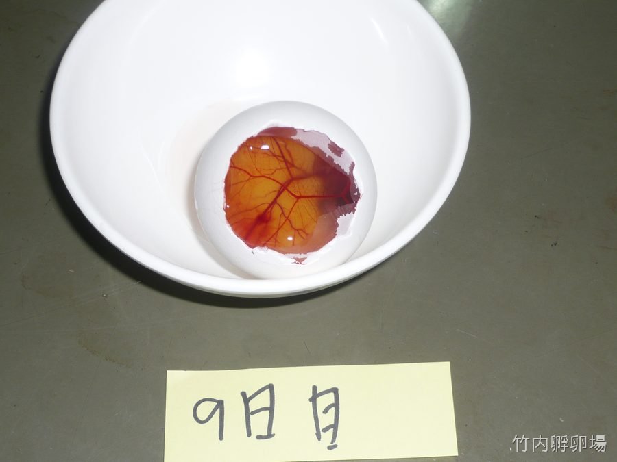孵化9日目の様子
