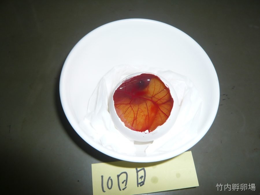 孵化10日目の様子