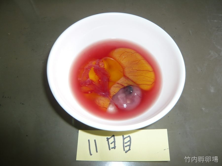 孵化11日目の様子