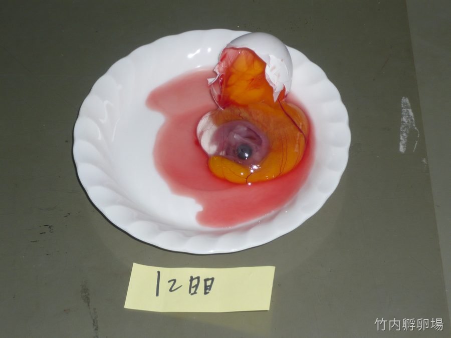 孵化12日目の様子