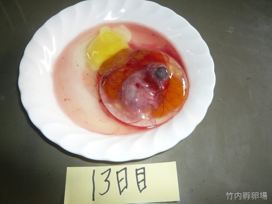 孵化13日目の様子