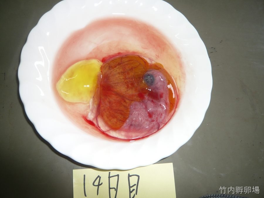 孵化14日目の様子