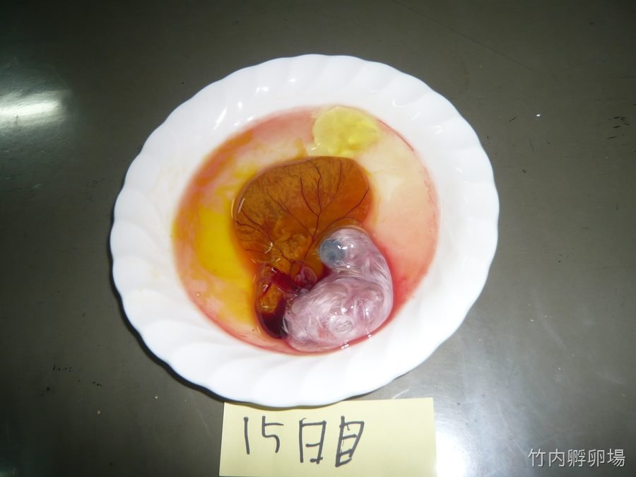 孵化15日目の様子