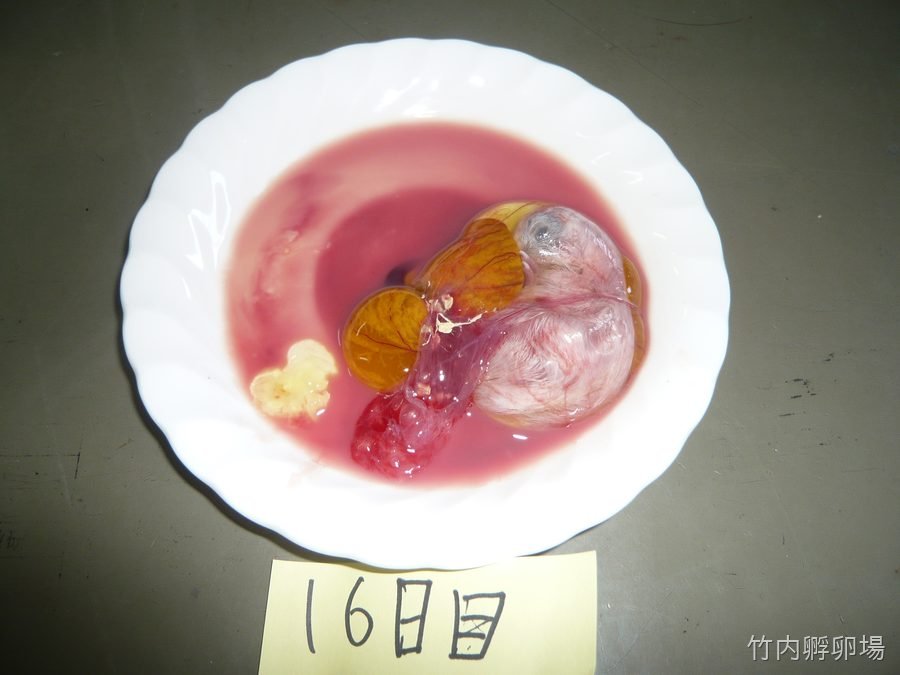孵化16日目の様子