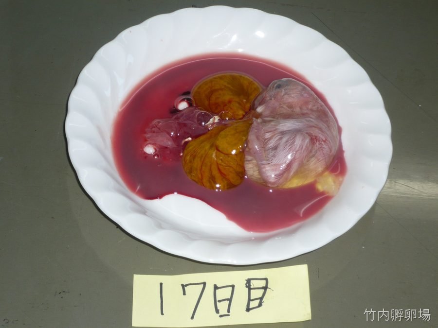 孵化17日目の様子