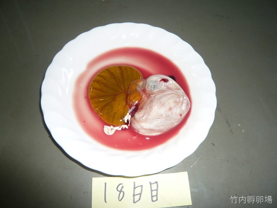 孵化18日目の様子