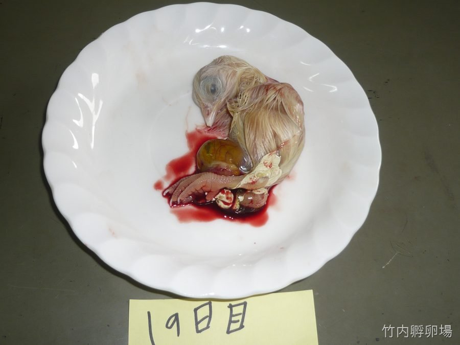 孵化19日目の様子