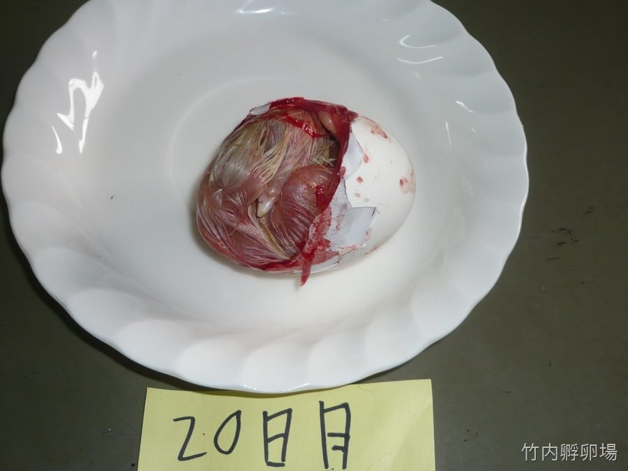 孵化20日目の様子