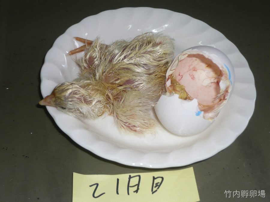 孵化のお部屋