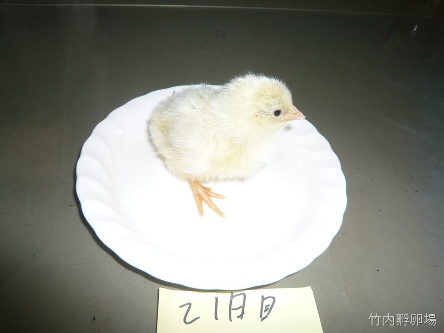 孵化21日目の様子